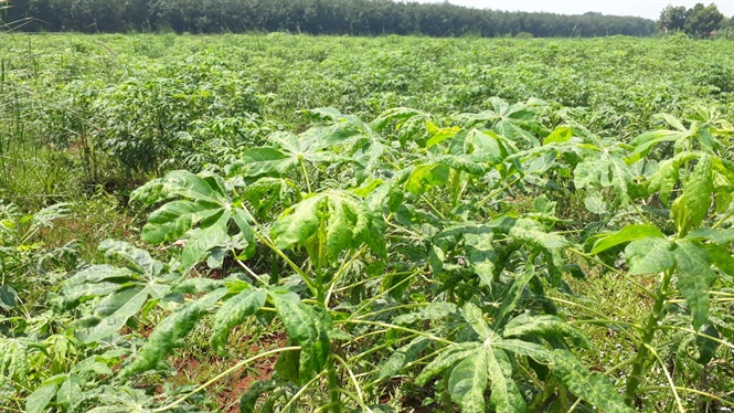 Quy trình kỹ thuật phòng trừ bệnh khảm lá sắn